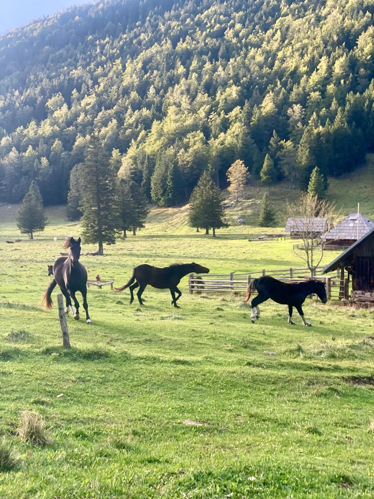 Velika Planina - Chalet Stane - Alps Stahovica Ngoại thất bức ảnh