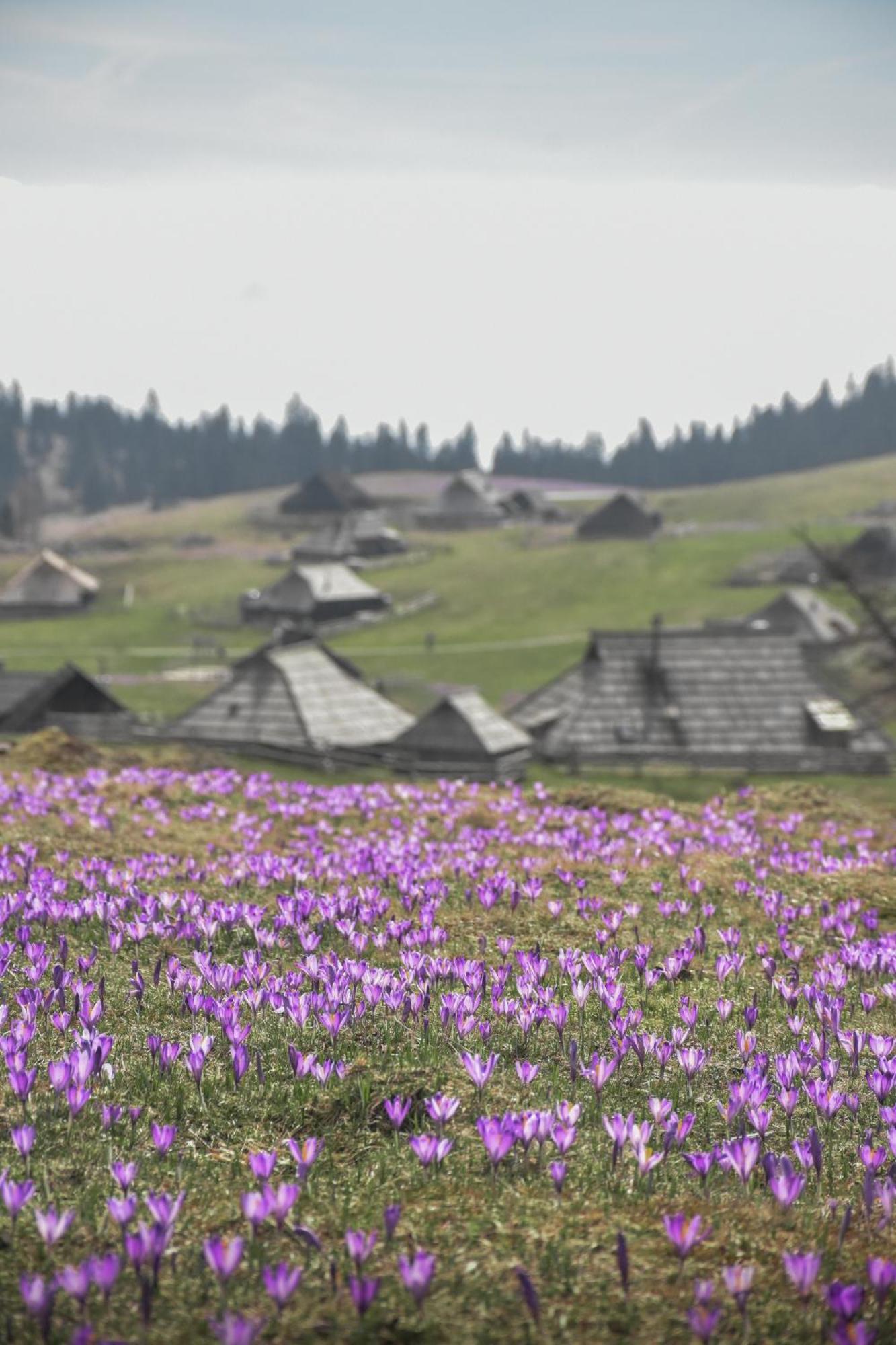 Velika Planina - Chalet Stane - Alps Stahovica Ngoại thất bức ảnh